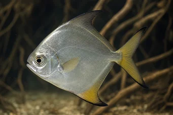 Monodactylus argenteus