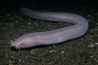 Myxine glutinosa Mixină comună
