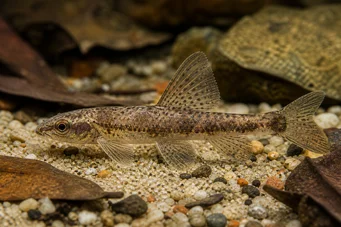 Nannocharax macropterus