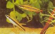 Nannocharax parvus Fâșie mare Nannocharax
