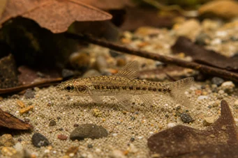 Nannocharax parvus (Fâșie mare Nannocharax)