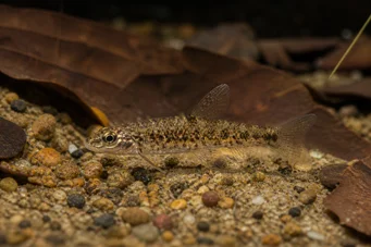 Nannocharax procatopus (Nannocharax Backgammon)
