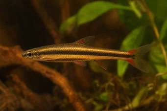 Nannostomus beckfordi (Creion)