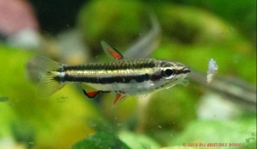 Nannostomus marginatus Pește creion pitic