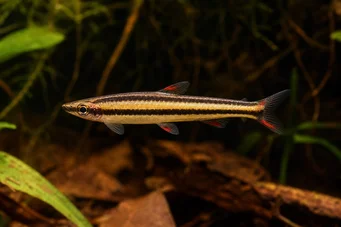 Nannostomus marginatus (Pește creion pitic)