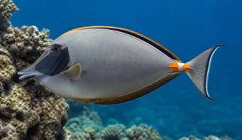Naso lituratus Spurs portocaliu nazal