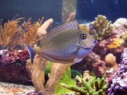 Naso Lopezi Slender Naso