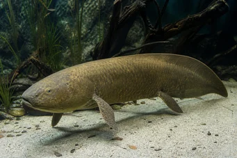 Neoceratodus forsteri (Australian Dipneuste, Barramanda din Aust.)
