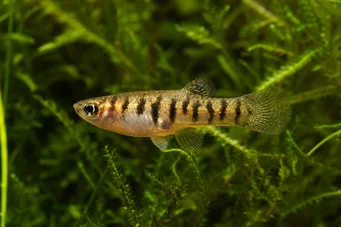 Neohaterandria elegans (Heterandria elegantă)