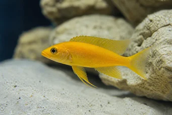 Neolamprologus leleupi (Lămâie cichlidă)