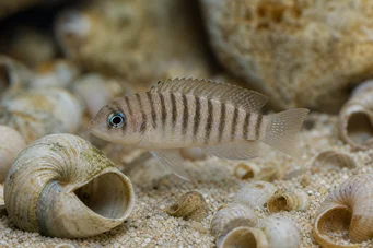 Neolamprologus multifasciatus (Lamprolog și striat)