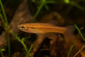 Neolebias kerguennae