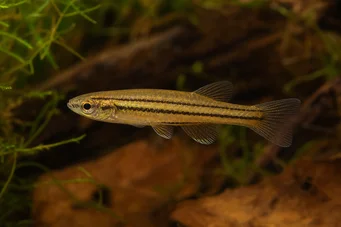 Neolebias trilineatus (Characin african cu trei trupe)