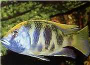 Nimbochromis venustus Venustus, Peacock Huse