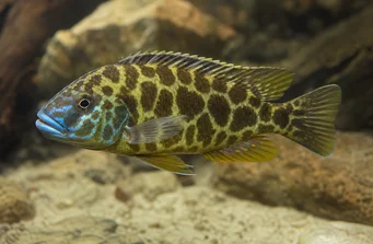 Nimbochromis venustus (Venustus, Peacock Huse)