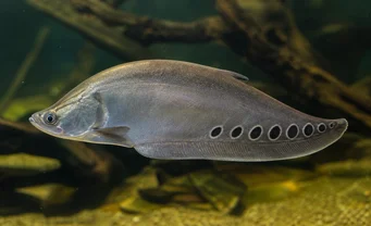 Notopterus chitala