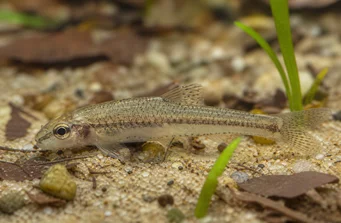 Odontocharacidium aphanes Afani Odontocharacidium