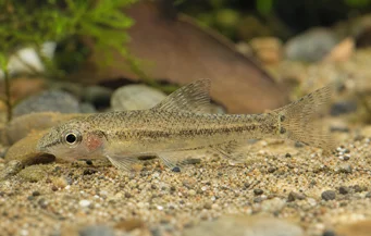 Odontocharacidium sp. aff. aphanes Tetrager pitic verde