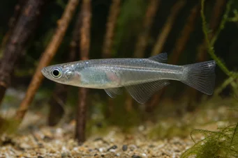 Oryzias melastigma Killi din Java