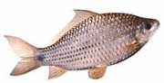 Osteocheilus hasselti Carp Java