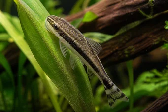Otocinclus affinis Dwarf Otocinclus