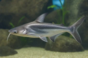 Pangasius sutchi Rechin
