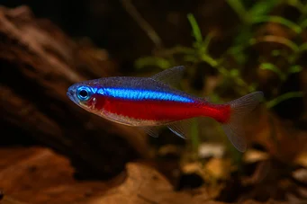 Paracheirodon axelrodi