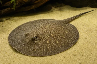 Paratrygon orbicularis Linie orbiculară