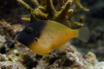 Pervagor melanocephalus Pește cu coadă roșie