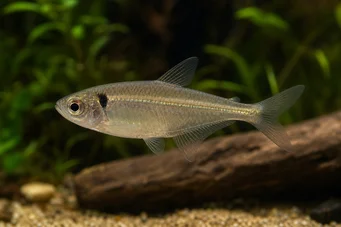 Phenacogaster pectinatus Pectinatus, trupa de aur tetra