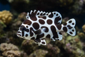 Plectorhinchus chaetodonoides Fish Diagrama Arlequin
