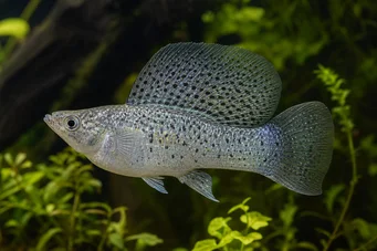 Poecilia velifera