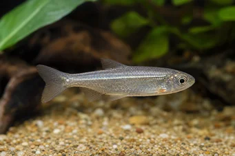 Poissonsus picus Pește porc-epic