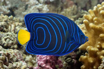 Pomacanthus annularis