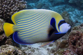 Pomacanthus imperator Înger împărat