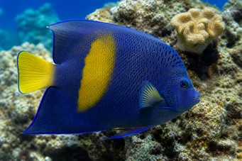 Pomacanthus maculosus