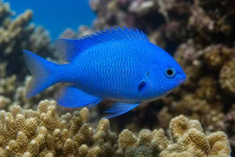 Pomacentrus caeruleus Doamna albastru-verde