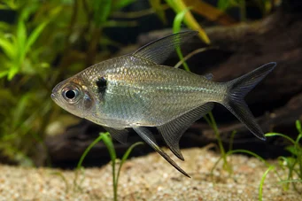 Poptella longipinnis Aripioare lungi Tetra