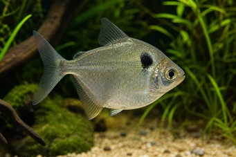 Poptella orbicularis DISCUL CHARACIN