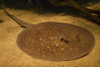 Potamotrygon laticeps Réie à aiguillon comun