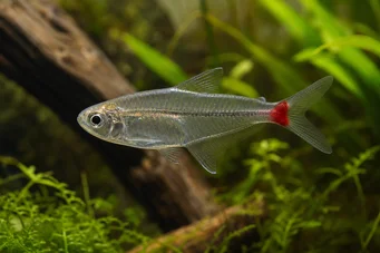 Prionobrama filigera Caracin de sticlă roșie