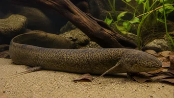 Protopterus annectens annectens Dipneuste african