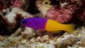 Pseudochromis paccagnellae Pește de frază de vanilie