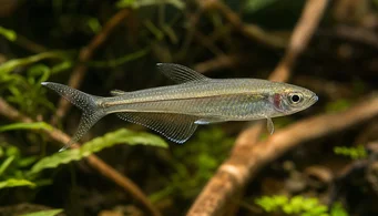 Pseudocorynopoma doriae Zmeu