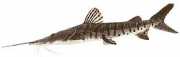 Pseudoplatystoma fasciat... Tigru