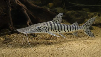 Pseudoplatystoma fasciata Tigru