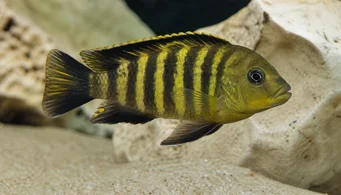 Pseudotropheus crabo Cameleon Pseudotropheus
