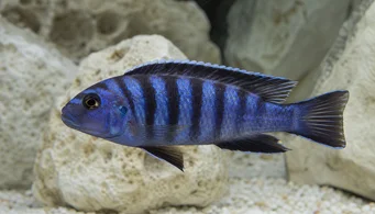 Pseudotropheus elongatus Cichlid alungit