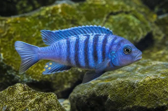 Pseudotropheus tropheops Galben