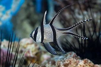 Pterapogon kauderni Apogonul Banggaï